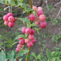 Borówka wysoka amerykańska Pink Lemonade
