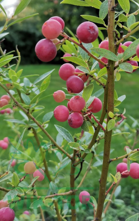 Borówka wysoka amerykańska Pink Lemonade