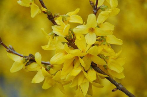 Forsycja pośrednia 'Golden Times'