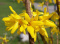 Forsycja pośrednia 'Golden Times'