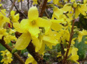 Forsycja pośrednia 'Golden Times'