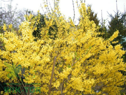 Forsycja pośrednia 'Golden Times'