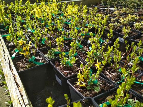 Forsycja pośrednia 'Golden Times'