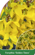 Forsycja pośrednia 'Golden Times'