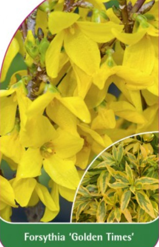 Forsycja pośrednia 'Golden Times'