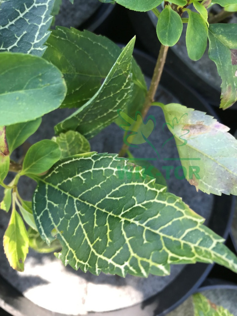 Forsycja zielona 'Kumson'