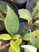 Forsycja zielona 'Kumson'