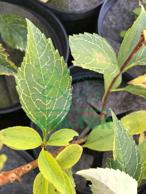 Forsycja zielona 'Kumson'