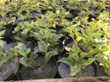 Forsycja zielona 'Kumson'