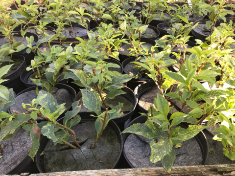 Forsycja zielona 'Kumson'