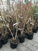 Forsycja pośrednia Spectabilis