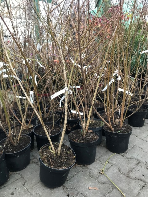 Forsycja pośrednia Spectabilis