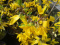 Forsycja pośrednia Spectabilis