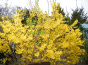 Forsycja pośrednia Spectabilis