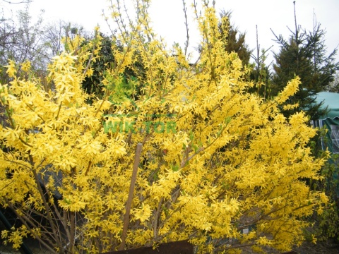 Forsycja pośrednia Spectabilis