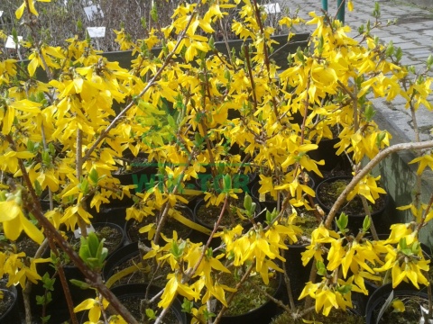Forsycja pośrednia Spectabilis