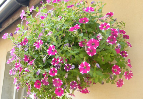 Gotowe podłoże uniwersalne 20l Substral