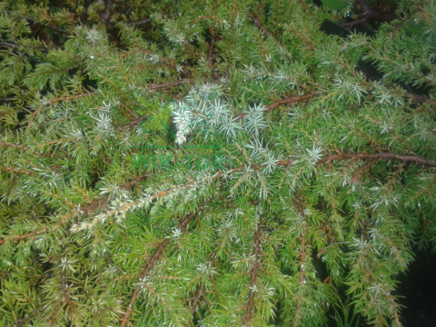 Jałowiec pospolity Green Carpet