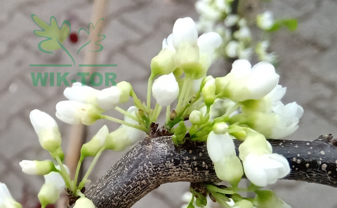 Judaszowiec kanadyjski 'Texas White'