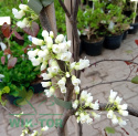 Judaszowiec kanadyjski 'Texas White'