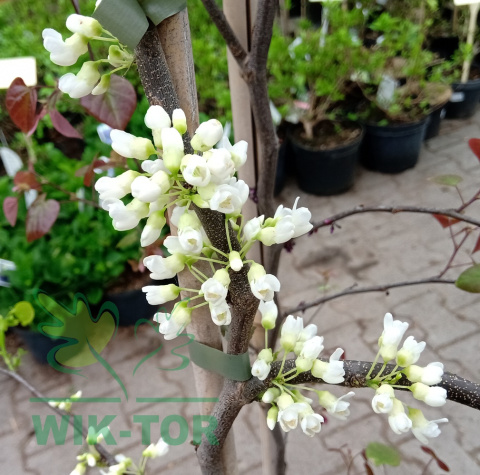 Judaszowiec kanadyjski 'Texas White'