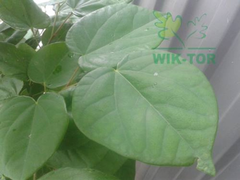 Judaszowiec kanadyjski 'Texas White'