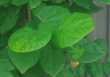 Judaszowiec kanadyjski 'Texas White'