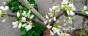 Judaszowiec kanadyjski 'Texas White'