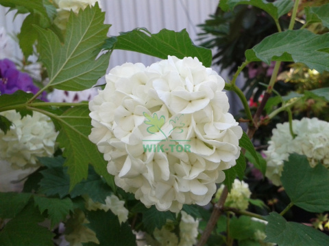 Kalina koralowa Roseum
