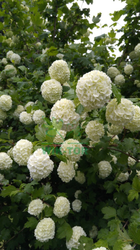 Kalina koralowa Roseum