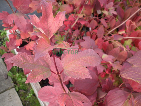Kalina koralowa Roseum