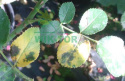 Sumin Chabasite FUNGI 10g