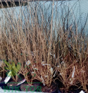 Lilak Bloomerang 'Dark Purple'