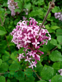 Lilak Bloomerang 'Dark Purple'