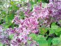 Lilak Bloomerang 'Pink Perfume'
