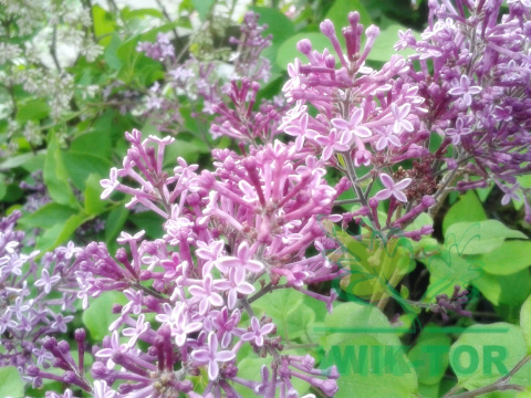 Lilak Bloomerang 'Pink Perfume'