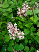 Lilak Bloomerang 'Pink Perfume'