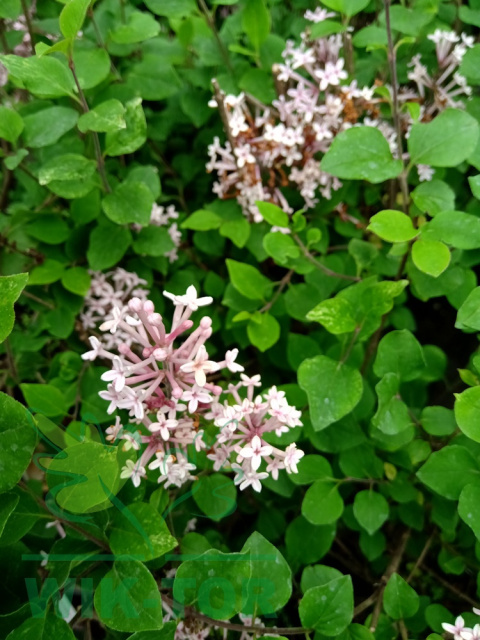 Lilak Bloomerang 'Pink Perfume'