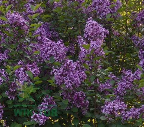 Lilak Bloomerang 'Pink Perfume'
