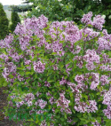 Lilak Bloomerang 'Pink Perfume'