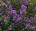 Lilak Bloomerang 'Dark Purple'