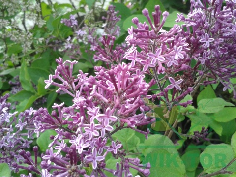 Lilak Bloomerang 'Dark Purple'