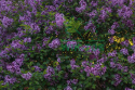Lilak Bloomerang 'Dark Purple'