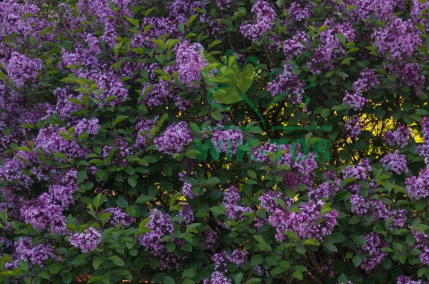 Lilak Bloomerang 'Dark Purple'