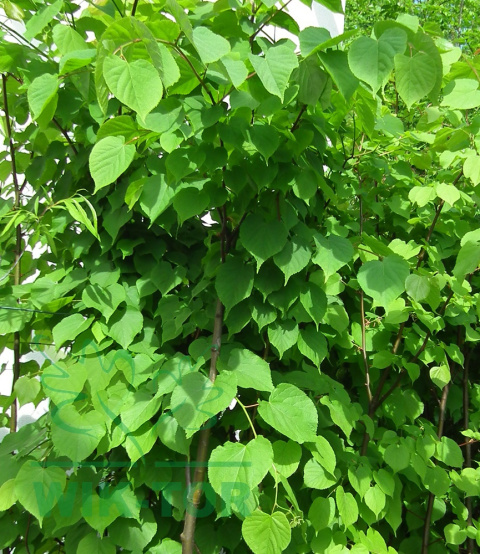 Lipa holenderska Pallida