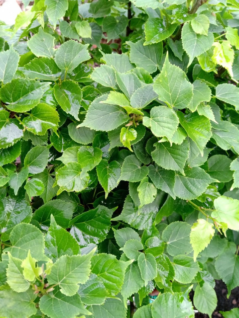 Lipa holenderska Pallida