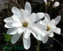 Magnolia gwiaździsta