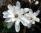 Magnolia gwiaździsta