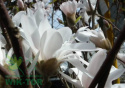 Magnolia gwiaździsta