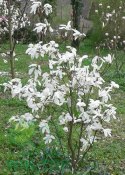 Magnolia gwiaździsta